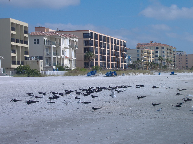 11-14-12 Madeira Beach 072