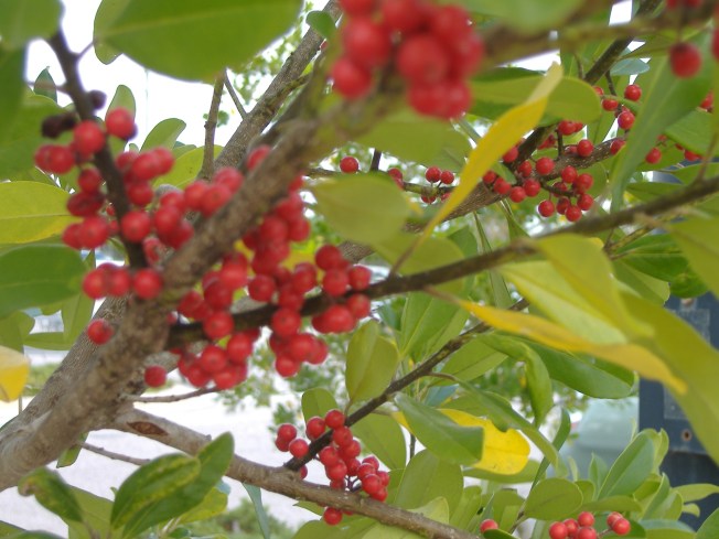 11-28-12 Lunch-Christmas decorations 002