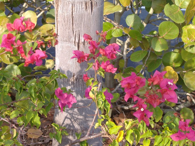 11-28-12 Lunch-Christmas decorations 015
