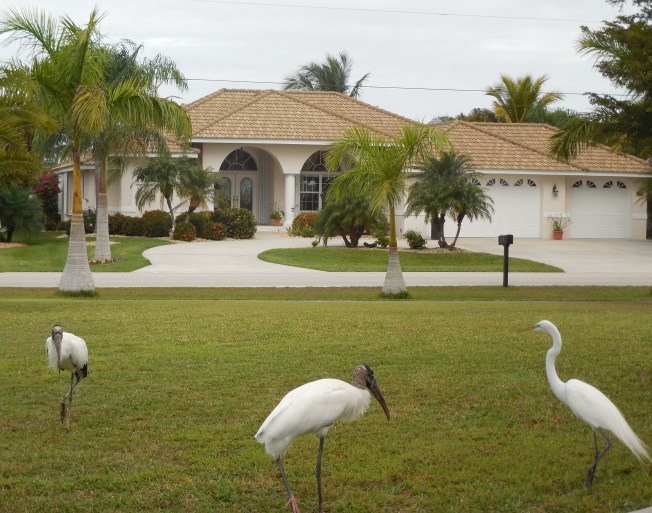 1-19-13 Birds on the lawn 012