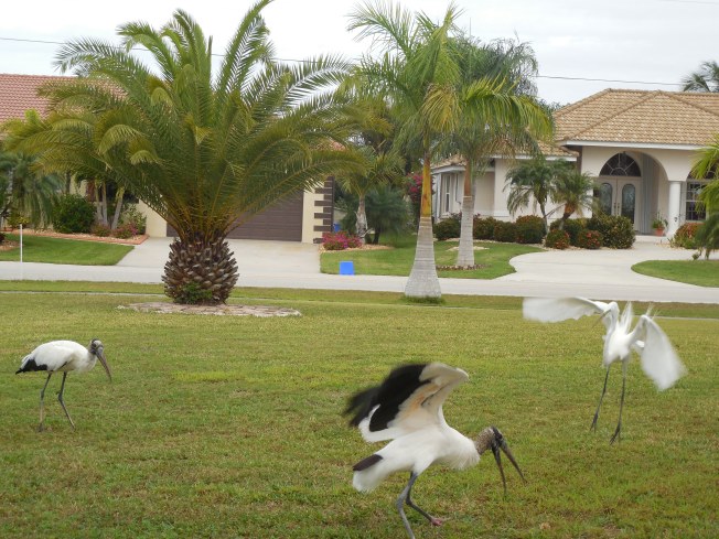 1-19-13 Birds on the lawn 016