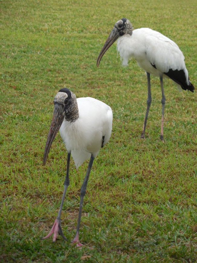 1-19-13 Birds on the lawn 023