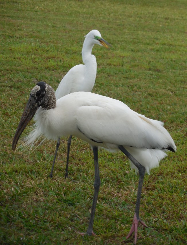1-19-13 Birds on the lawn 024