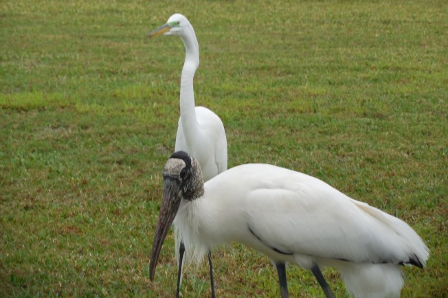 1-19-13 Birds on the lawn 025