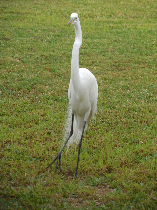 1-19-13 Birds on the lawn 030