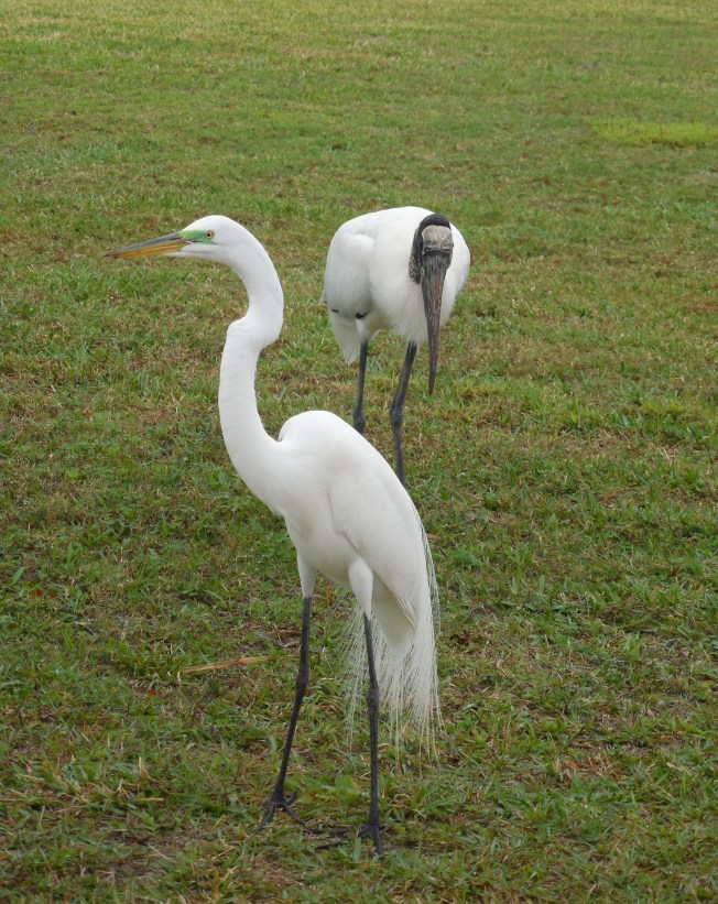 1-19-13 Birds on the lawn 038