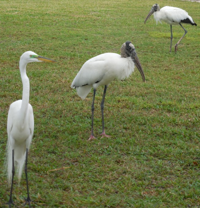 1-19-13 Birds on the lawn 040