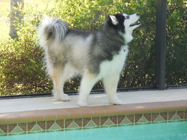 1-26-13 lanai view 027