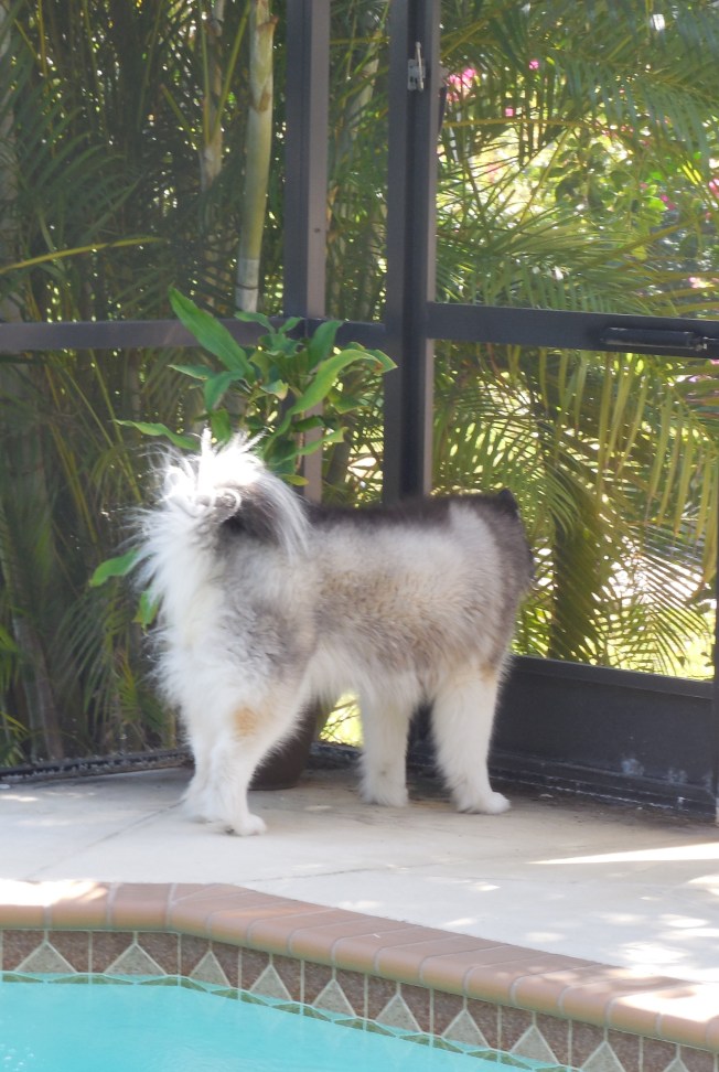 1-26-13 lanai view 036