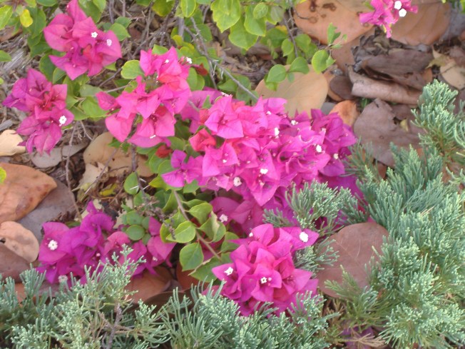 11-28-12 Lunch-Christmas decorations 019