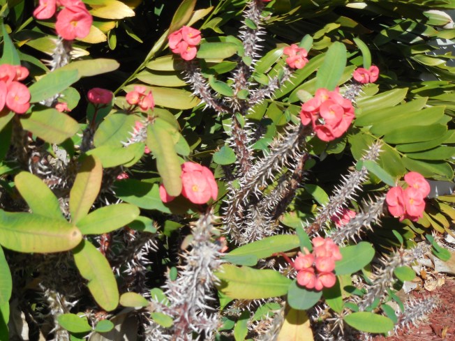 2-13-13 Elks Club 062