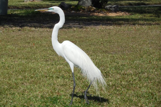 2-14-13 Valentine's Day 010