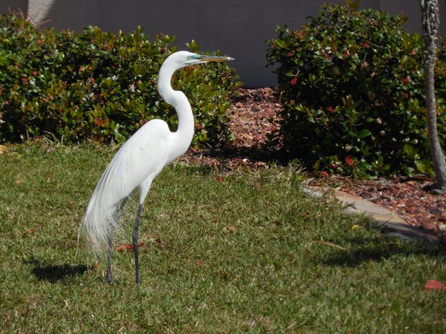 2-14-13 Valentine's Day 021