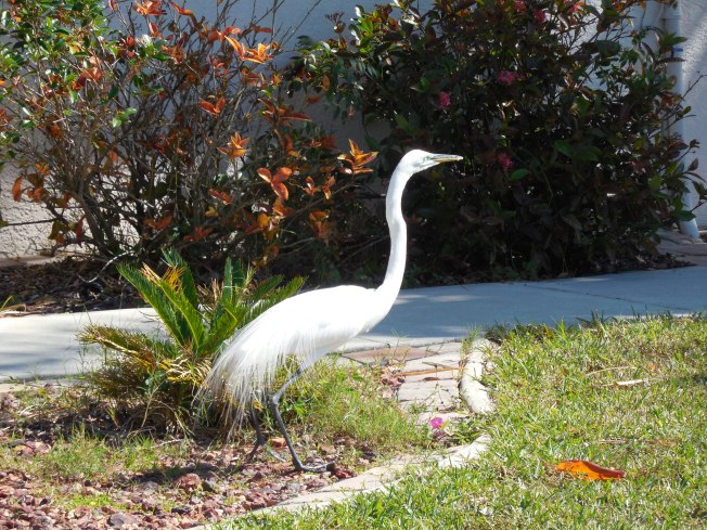 2-14-13 Valentine's Day 027