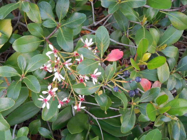 2-18-13 Fruit & Walk 042