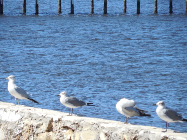 2-19 to 2-10-13 Gilchrist & First Baptist Outreach 032