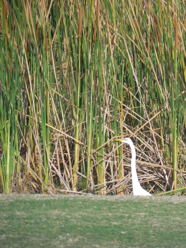 3-10-13 Walk 3-11-13 Beach 001