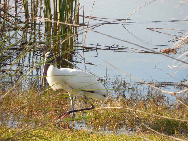 3-10-13 Walk 3-11-13 Beach 024