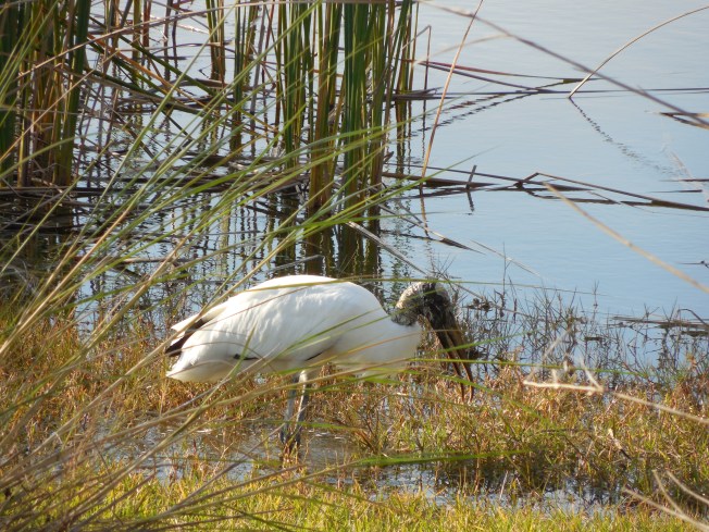3-10-13 Walk 3-11-13 Beach 027