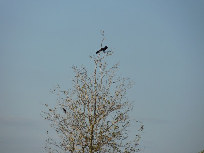 3-10-13 Walk 3-11-13 Beach 055