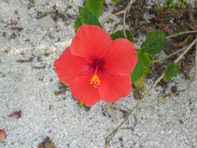 3-10-13 Walk 3-11-13 Beach 082