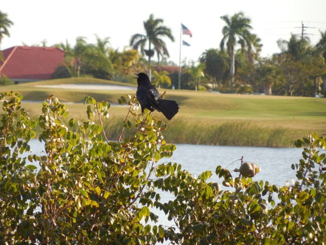 3-10-13 Walk 3-11-13 Beach 097