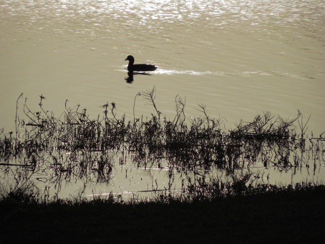 3-10-13 Walk 3-11-13 Beach 113