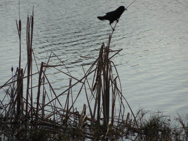 3-10-13 Walk 3-11-13 Beach 116