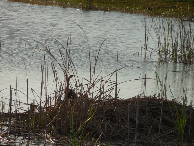 3-10-13 Walk 3-11-13 Beach 130