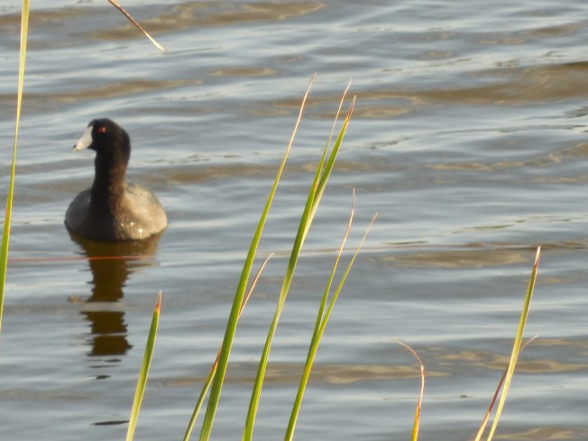 3-10-13 Walk 3-11-13 Beach 150