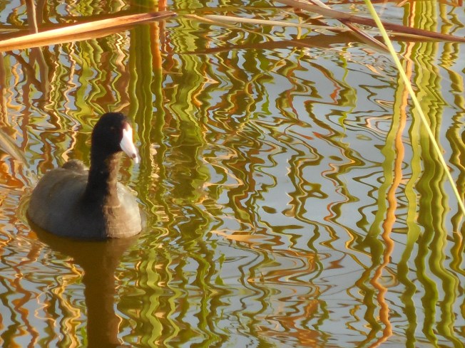 3-10-13 Walk 3-11-13 Beach 152
