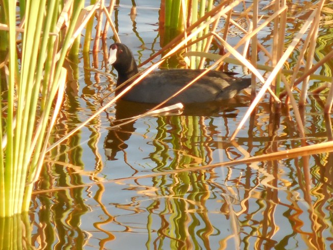 3-10-13 Walk 3-11-13 Beach 158