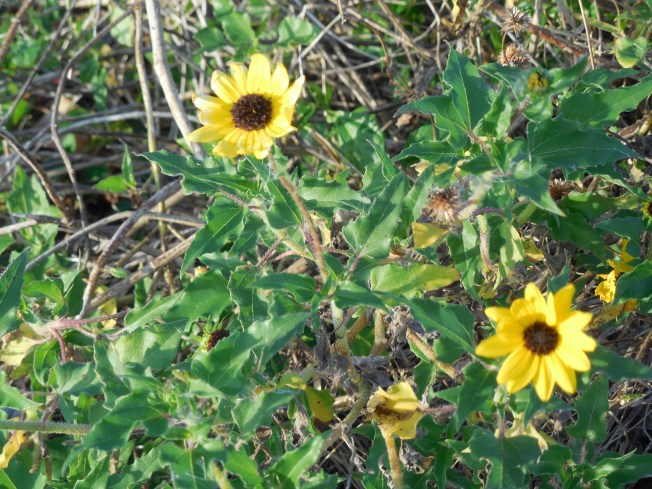 3-10-13 Walk 3-11-13 Beach 177