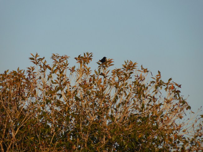 3-10-13 Walk 3-11-13 Beach 193