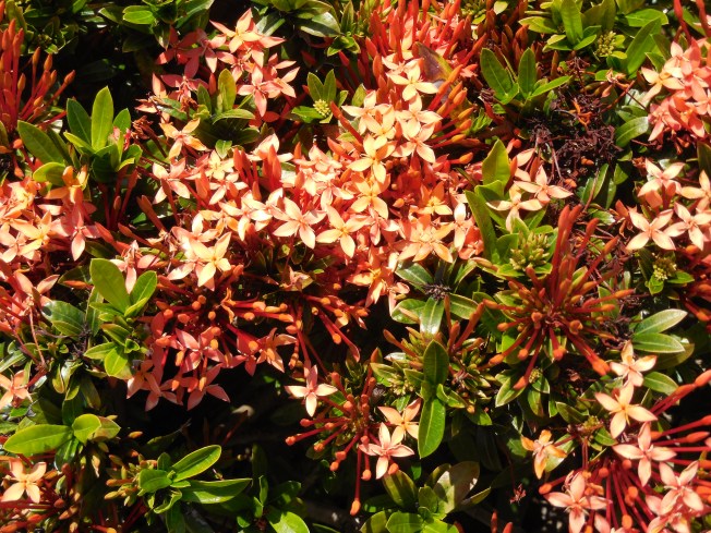 4-29-13 Gilchrist park 058