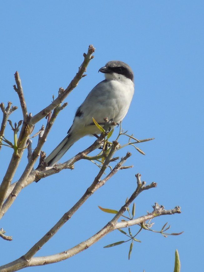 5-13-13 Laishley Park 028