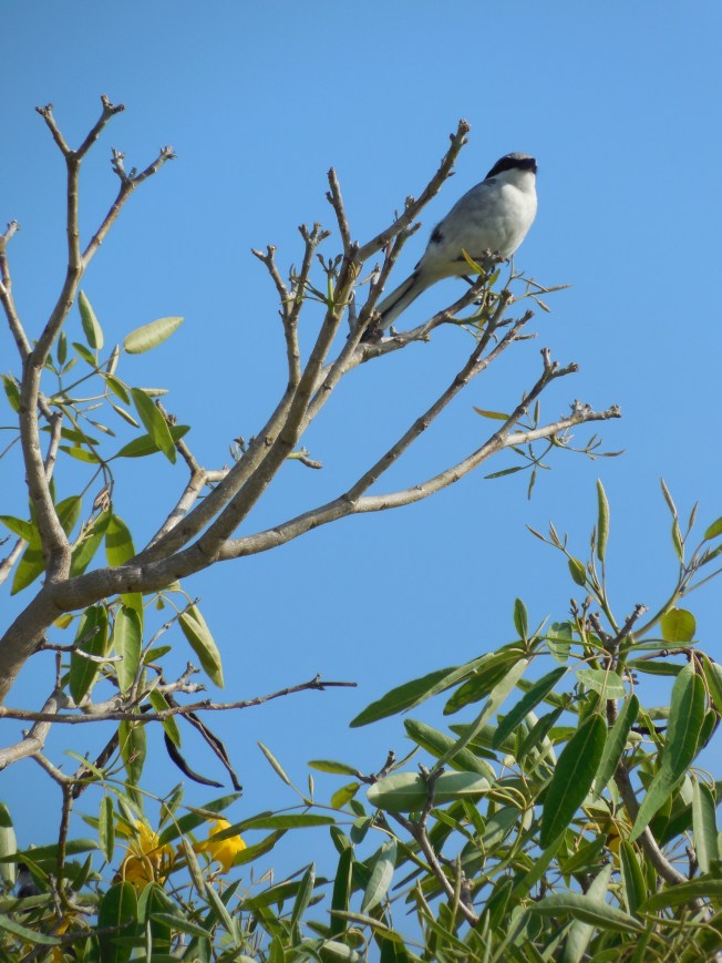 5-13-13 Laishley Park 029