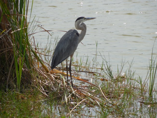 5-19-13 Walk-Golf Course 062