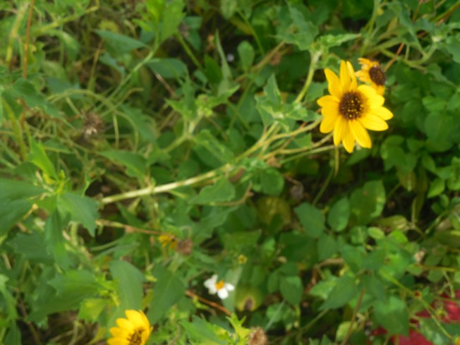 5-29-13 Golf Course 067