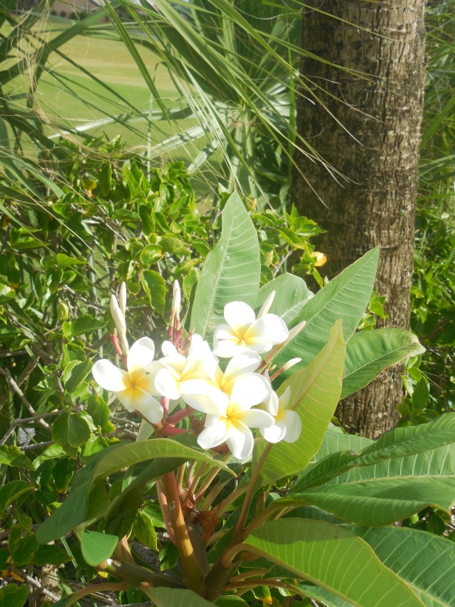 5-29-13 Golf Course 076