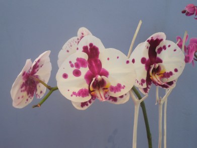 6-2-13 Casey's Show! 034