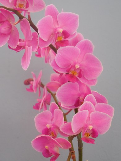 6-2-13 Casey's Show! 035