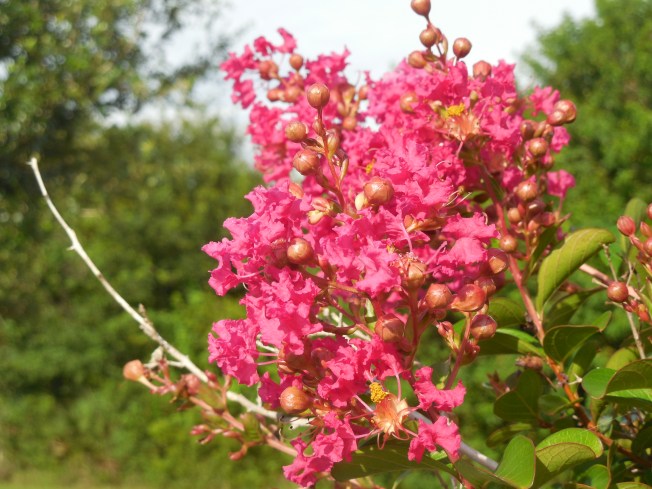 7-10-13 Walk & Gilchrist 001