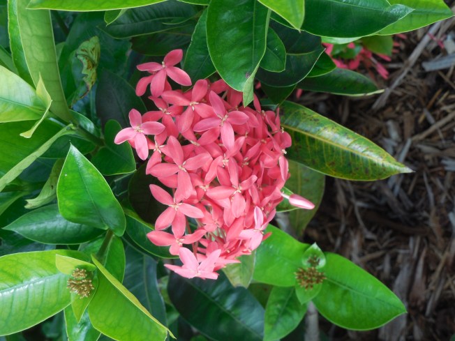 7-10-13 Walk & Gilchrist 026