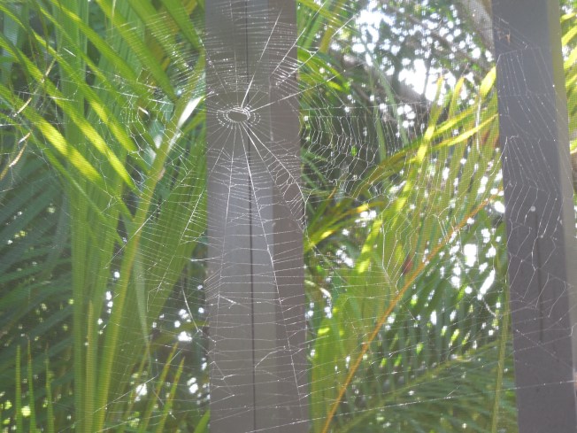 7-12-13 spider web 004