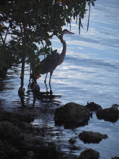 7-17-13 Calvary & Gilchrist 077