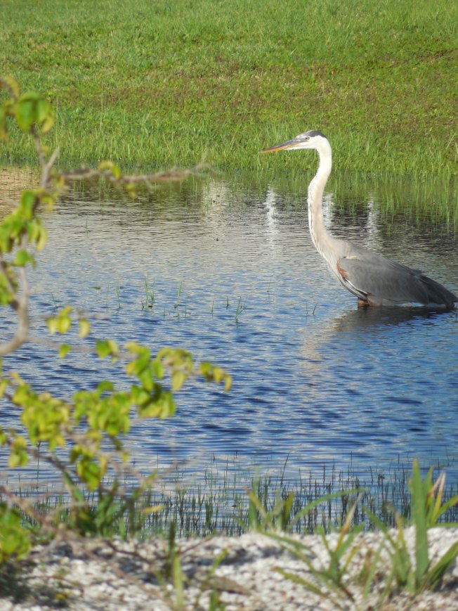 7-7-13 Golf Course 098