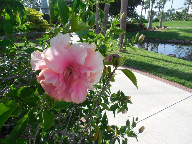 7-8-13 Laishley Park 050