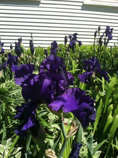 Photo 2013-06-18 11.19.21 AM