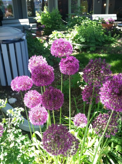 Photo 2013-06-18 11.19.21 AM(2)